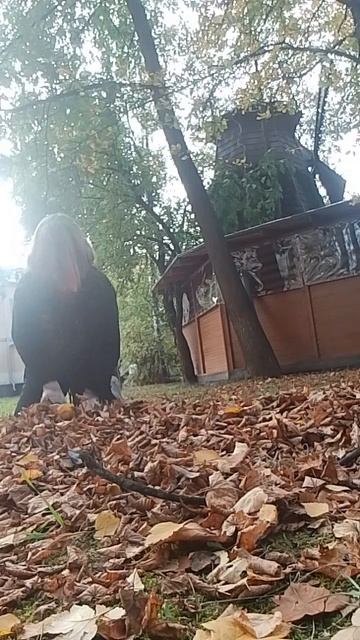 В осеннем лесу