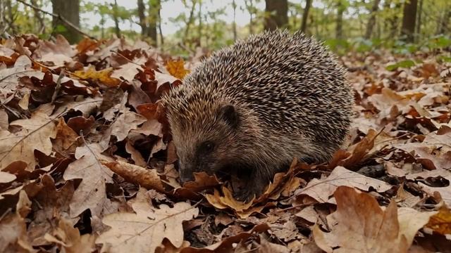 Ёж — самый недооценённый хищник нашего континента.