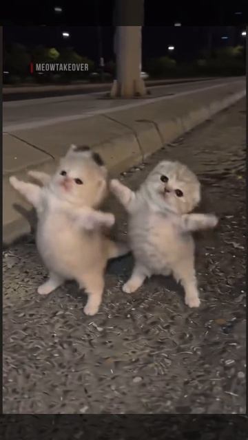 Котики (・∀・)