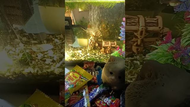 Chocolate ASMR Live! Wonderful Giant Fish ASMR With Lots Of Chocolate