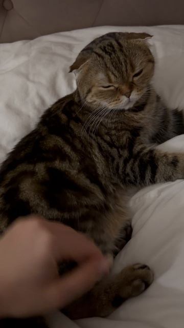 Милая шотландская вислоухая кошечка 😺🐱