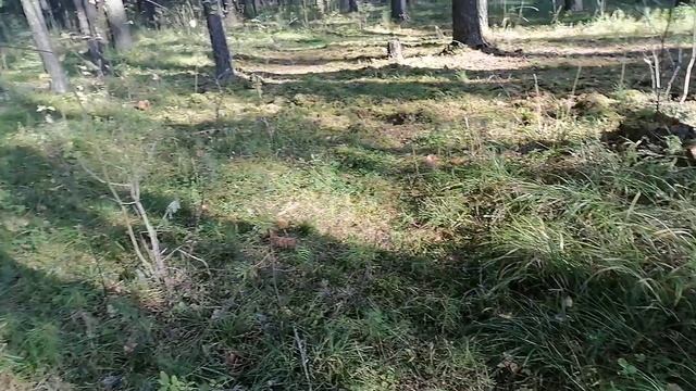 28-09-2026Прогулка в лесу