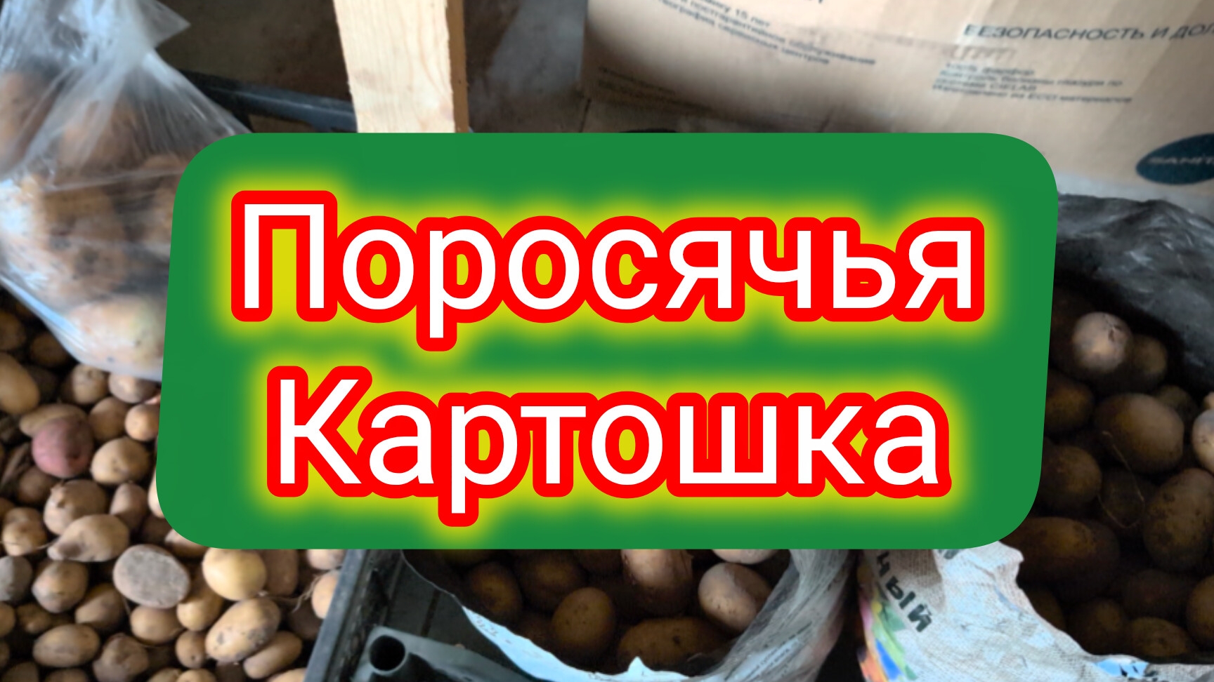 Ой,я угораю!Картошка БЭБИ.Есть крупная,семенная и мелочь,которая идёт на корм скоту.Неурожай картошк
