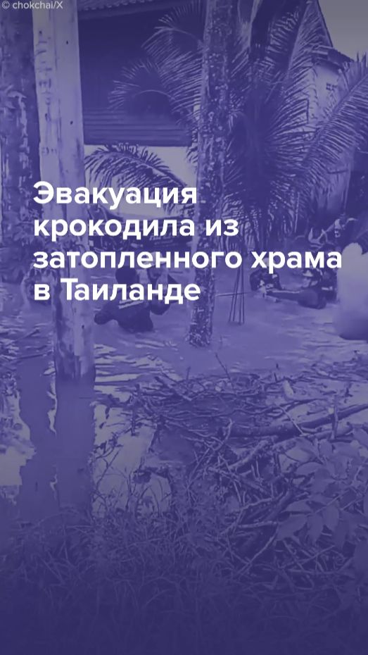 Эвакуация крокодила из затопленного храма в Таиланде