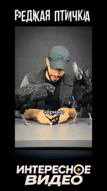 Таких куриц вы точно не видели 👀😱