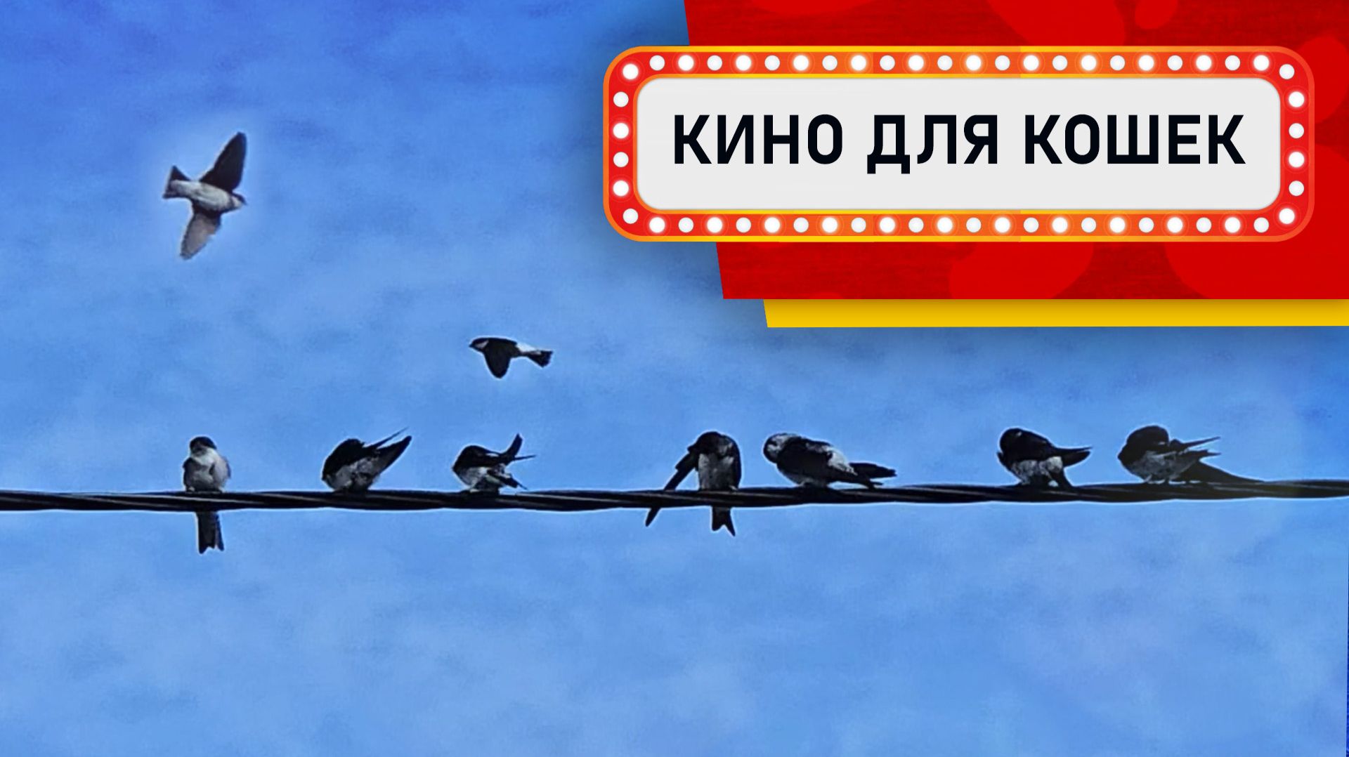 Видео для кошек - Ласточки на проводе (Развлеки своего кота)