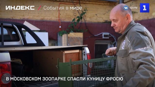 В Московском зоопарке спасли куницу Фросю