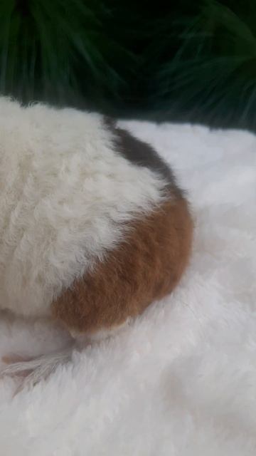 ❤🐹Морская Свинка Американский Тедди девочка 
✔Продажа малышей в макс и телеграм канале: Https://t.me