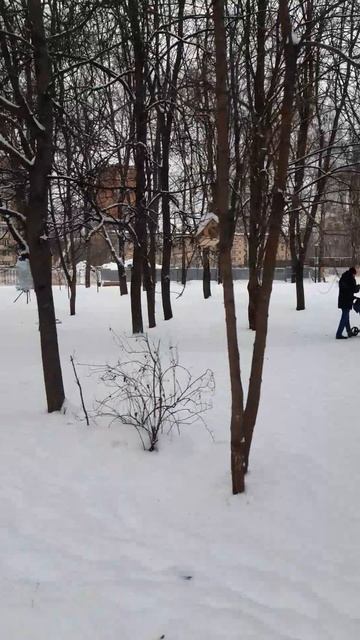 Березовая аллея