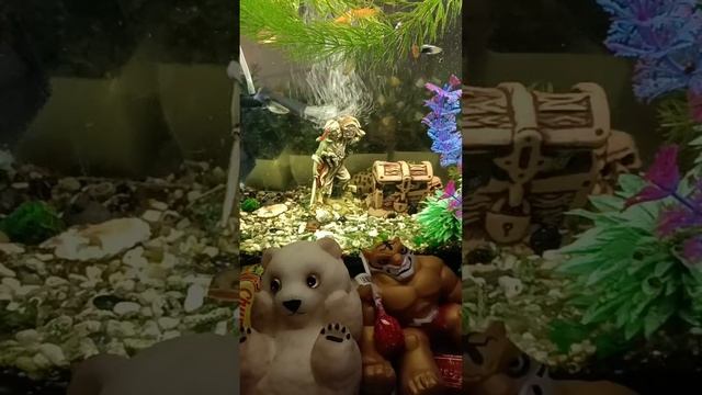 Chocolate ASMR Live! Wonderful Giant Fish ASMR With Lots Of Chocolate