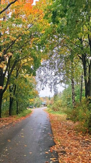 Понедельник. Раннее утро. Осень. Частный сектр. Природа. погода. #осень #Понедельник #утро #сентябрь