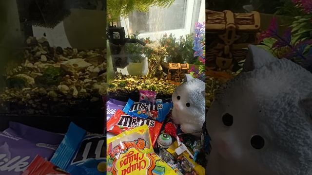 Chocolate ASMR Live! Wonderful Giant Fish ASMR With Lots Of Chocolate