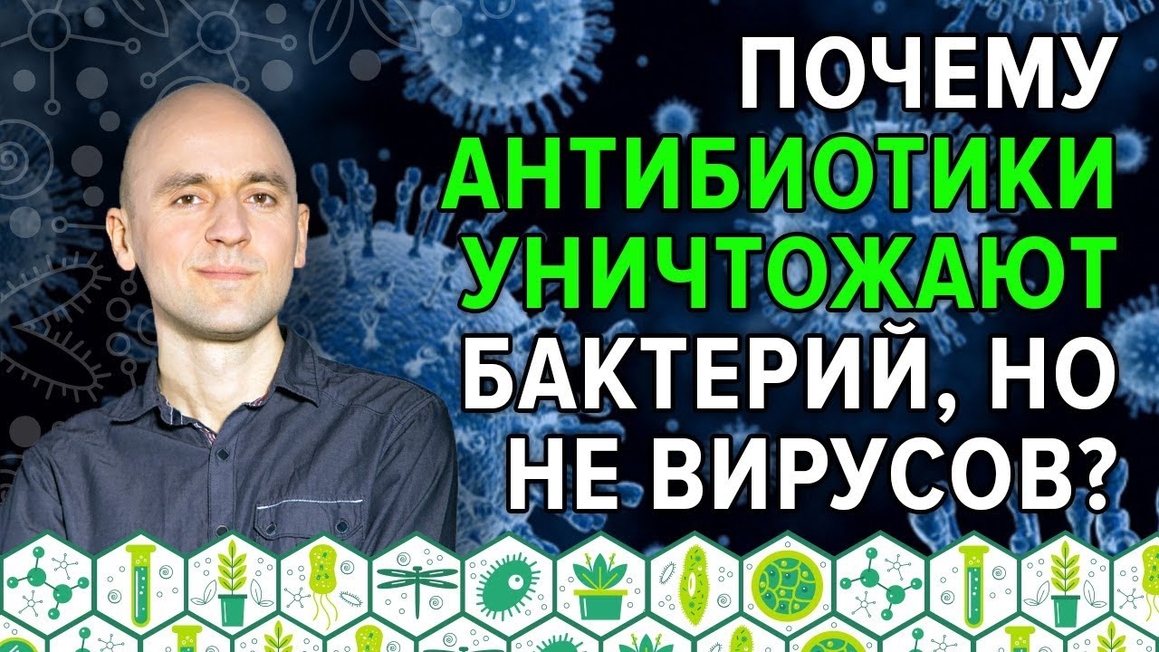 24. Почему антибиотики уничтожают бактерий, но не вирусов?