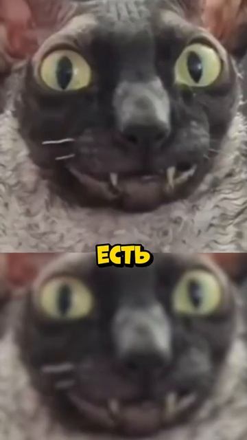 душнила