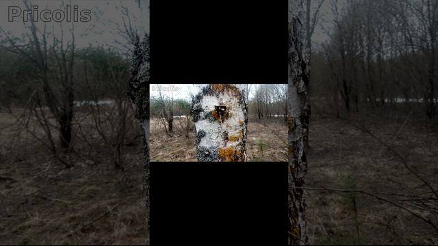 Нашли турник в Брыковском лесу