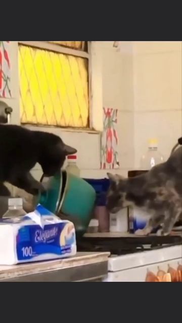 Вскрыли сейф с едой 
Без кота и жизнь не та 