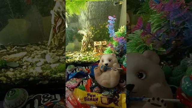 Chocolate ASMR Live! Wonderful Giant Fish ASMR With Lots Of Chocolate