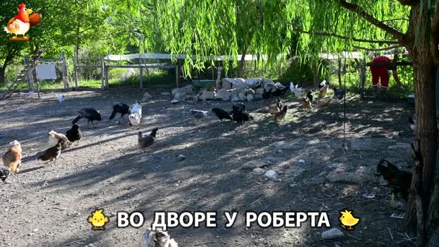 Содержание кур в домашних условиях и животных во дворе у Роберта 🐣🐤🦆🐔🪿🦃 (7)