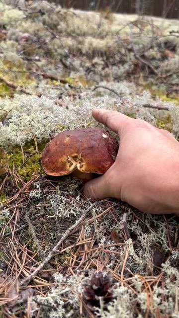 ПРОГУЛКА ЗА БЕЛЫМИ ГРИБАМИ НА БОРЫ