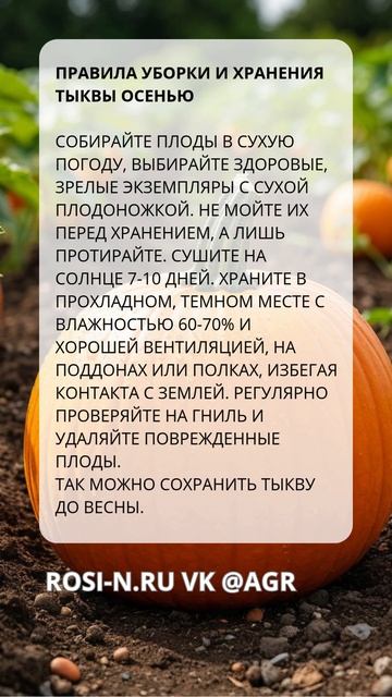Как правильно убрать и хранить тыкву осенью