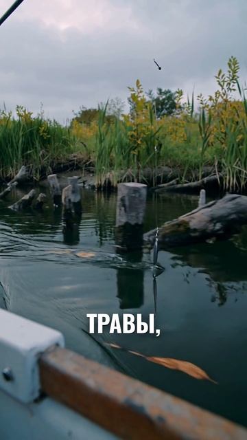 Щука в августе на Волге: блесна и проводка вдоль травы