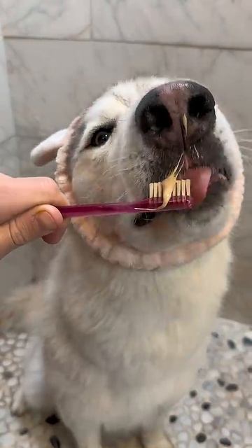 Думаешь, Глейшеру понравилось? 🧼🤎