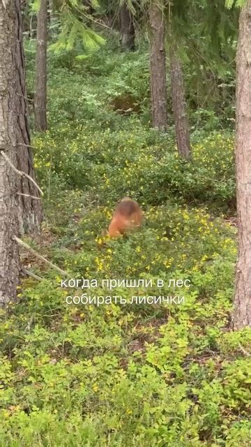 Поездка за грибами закончилась очень приятным и неожиданным знакомством с лесной хозяйкой 🦊