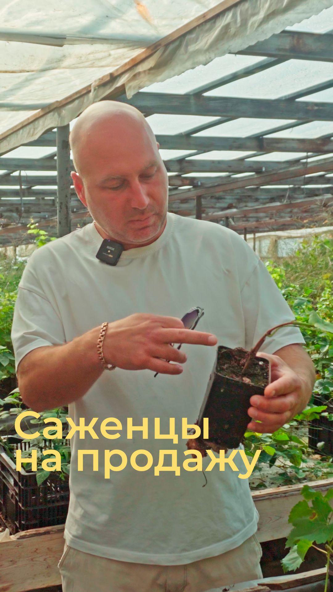 Как готовят саженцы винограда к продаже