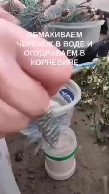 Как укоренить голубую ель?