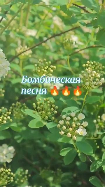 бомбическая песня