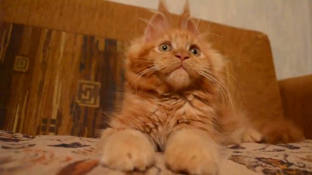 Кошечка Мейн кун,возраст 2 месяца. По ходу скрестили льва и зайца))