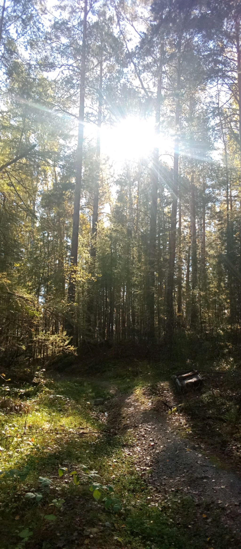 Звуки леса! Осень. Кислород 🌲🔥🤗