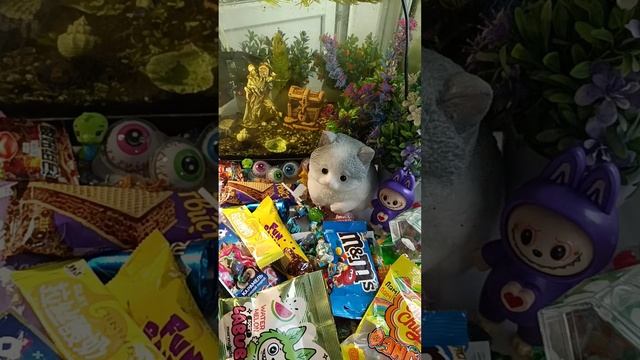 ASMR Chocolate Live Fish In An Aquarium And Chocolate ASMR