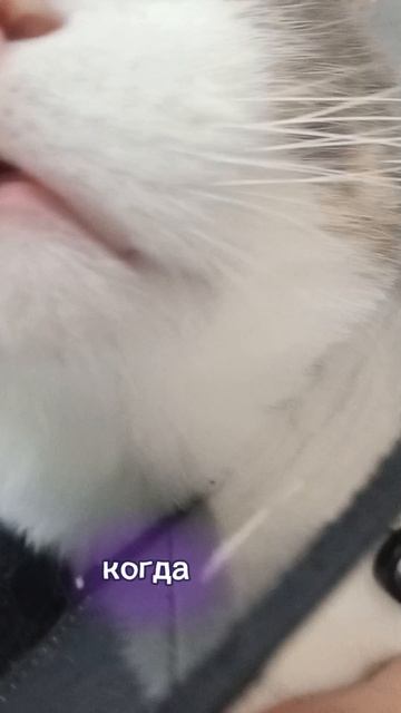Обследование Бусика 💉 🙏👀🐱 #влог #ветклиника