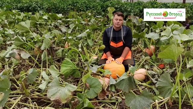 Как вырастить большую тыкву? 😍