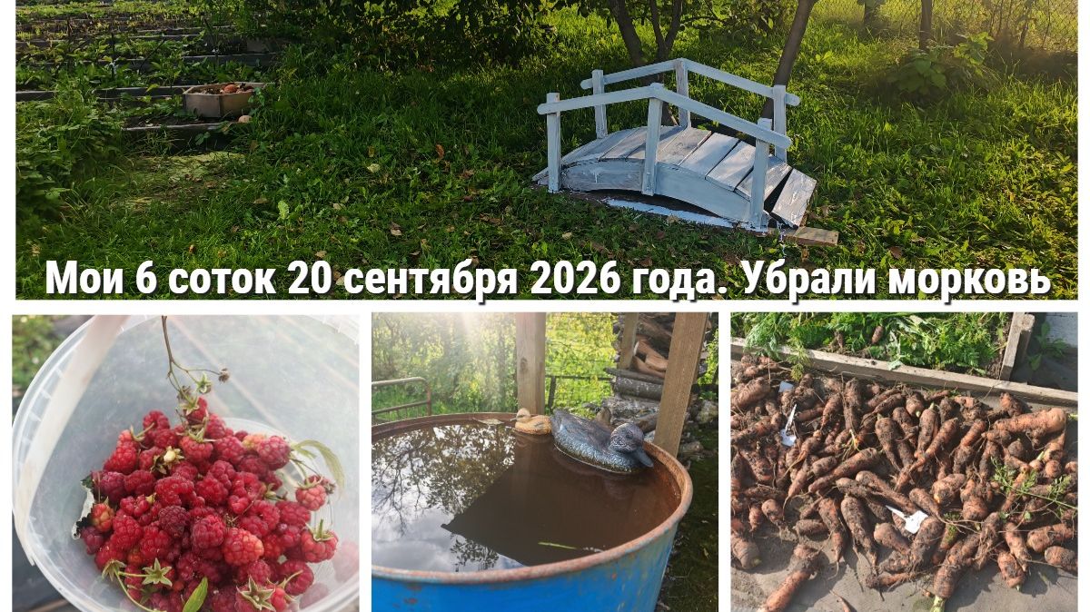 Мои 6 соток 20 сентября 2026 года. Убрали морковь, собрали яблоки, посадили топинамбур