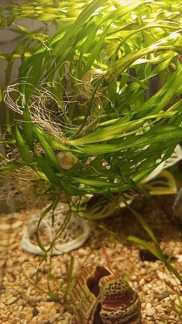 Рыбки, водные звуки и полный релакс за 60 секунд