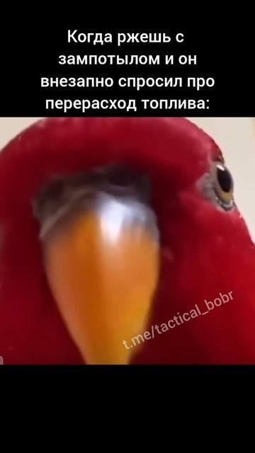 #юмор #смех #приколы #шутка #мемы #ржака #позитив #угар #шутки #улыбка