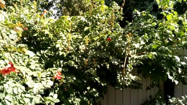 Осенние домашние пыльценосы.
Красиво и полезно 🌺🐝