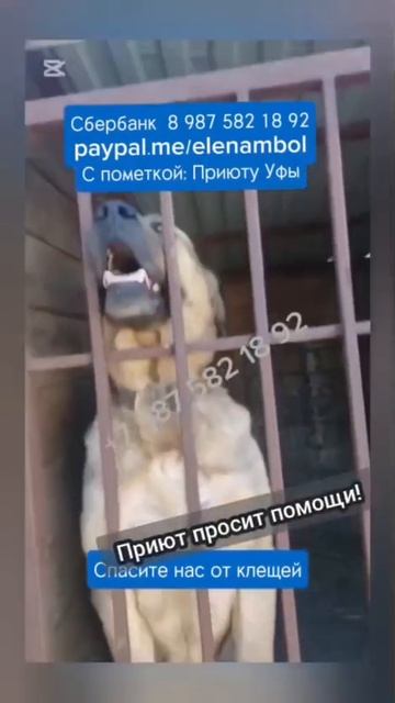 Не допустите катастрофы в приюте. Помогите сохранить жизнь собакам. 

27 сентября, Осень.., но клещи