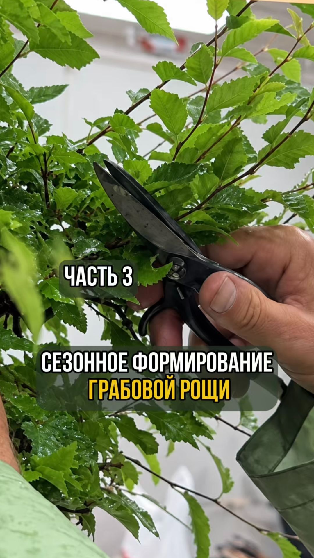 Сезонное формирование грабовой рощи. Часть 3