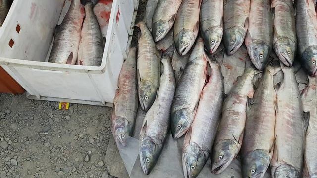 Рыбку покупаем Ваше мнение
