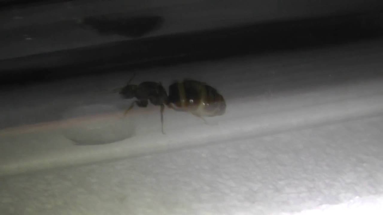 Lasius Niger. Кормление матки.
