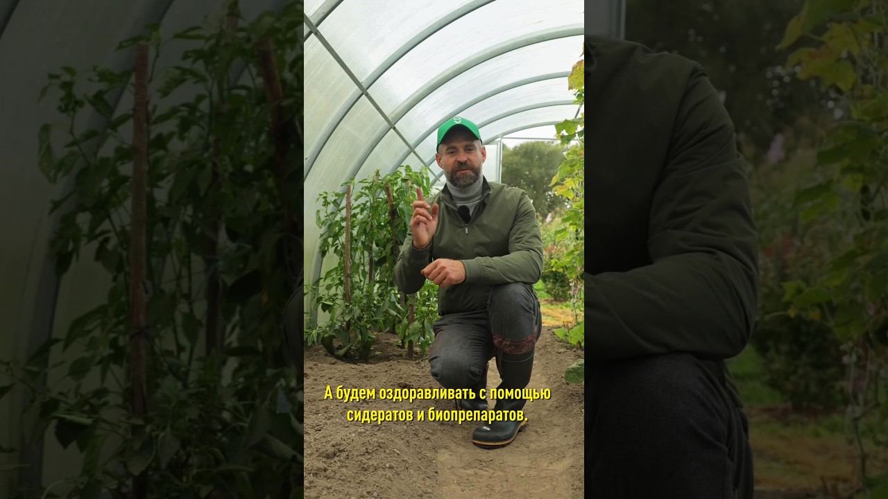 Теплица без фитофторы и кладоспориоза? Легко! Вот как оздоровить почву осенью