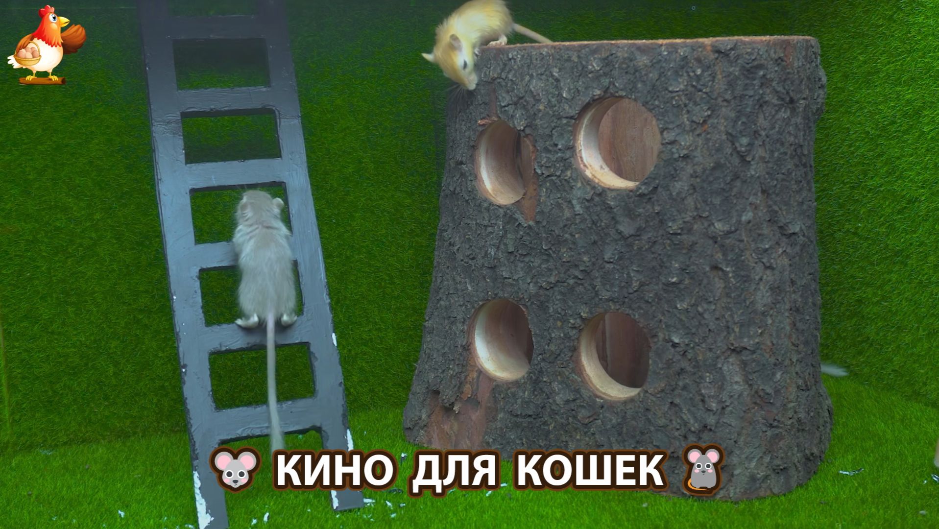 Видео для кошек про крысок развлекать питомцев 🐭🐀😂 (640)