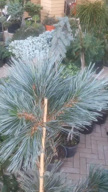 ❤🌲Сосна Вандервульф Пирамид
✔Продажа растений в макс и телеграм канале: Https://t.me/love_is_hvoiny_