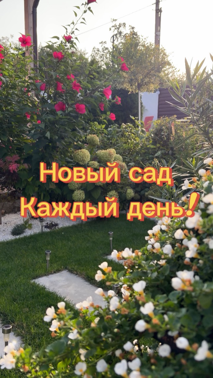 Новый сад каждый день-розы,гортензии,гибискус,бакопа,космея,лобелия и лисохвост #garden #садовод