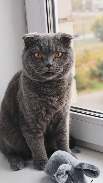 Кот читает рэп