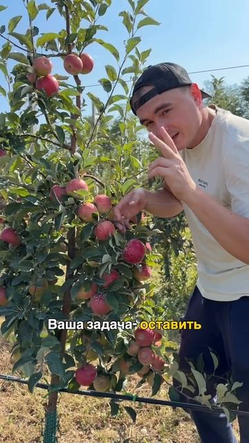 У садовода 2 проблемы: жадность и жалость 🍎 Аграрная Семья