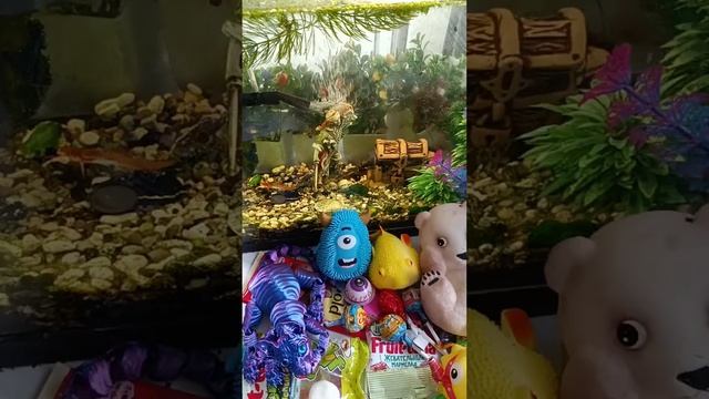 Chocolate ASMR Live With The Giant Fish And Chocolates